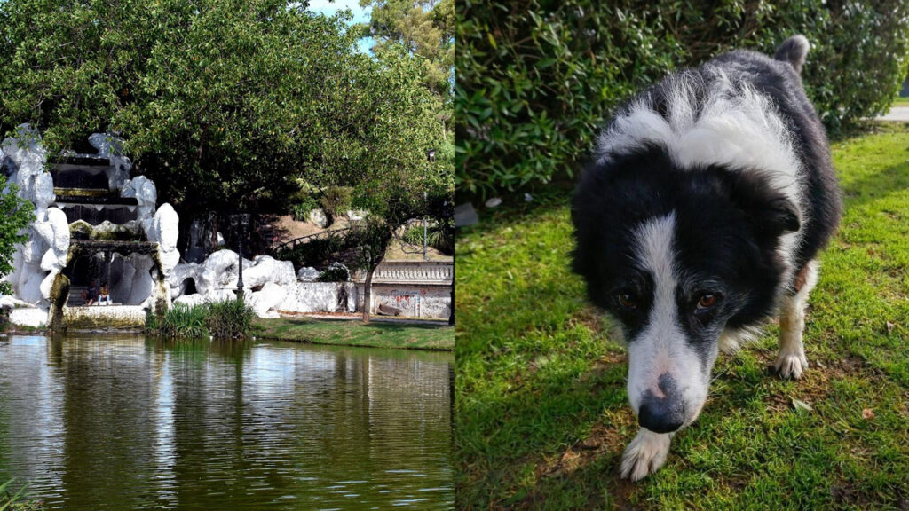 Proyectos en debate en el Concejo Deliberante: cementerio de mascotas y reclamos por el abandono del Paseo del Bosque