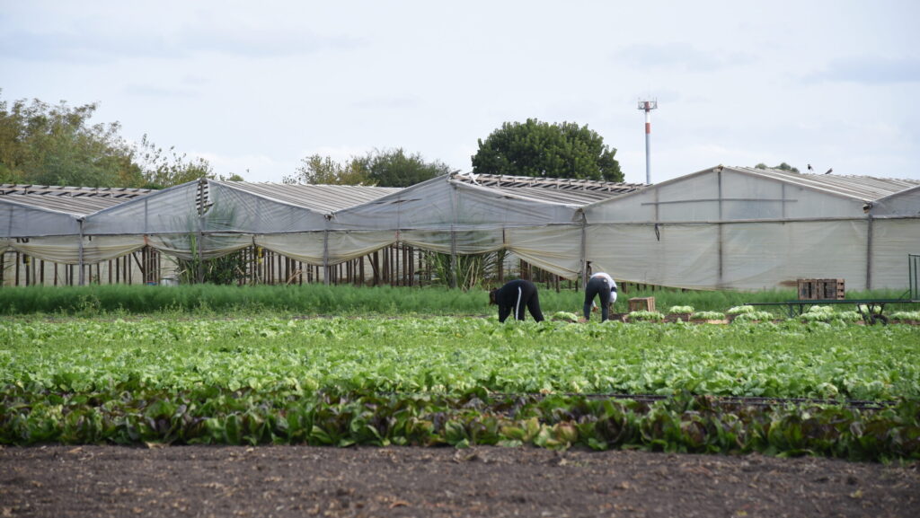 Municipio y UNLP completaron el Relevamiento Florihortícola 2025: el cordón verde platense emplea a más de 6 mil personas
