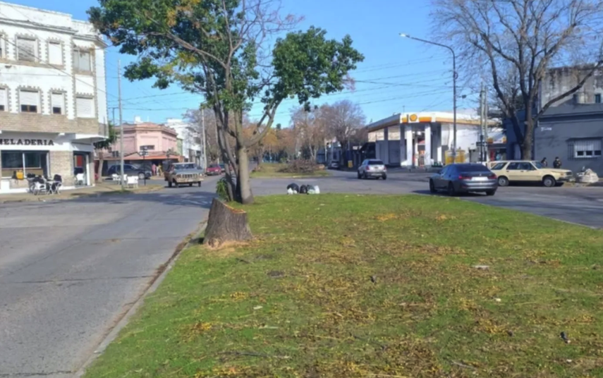 Ensanchan diagonal 74 y trasladan árboles con técnica inédita para agilizar el tránsito en La Plata