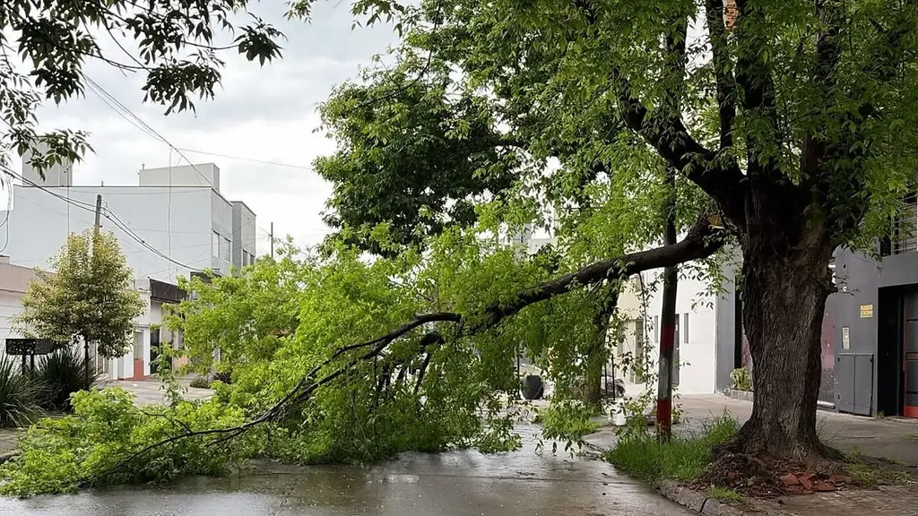 La tormenta dejó hasta 30 milímetros de lluvia en La Plata: los barrios más afectados y un árbol caído