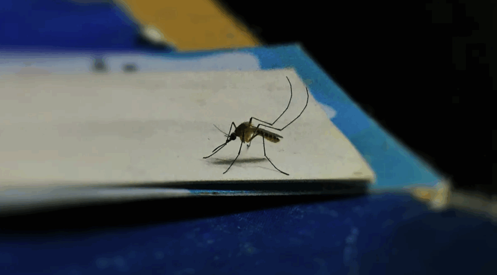 Mosquitos en pleno frío: por qué siguen presentes en La Plata pese a las bajas temperaturas