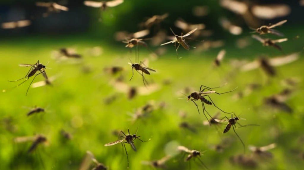 La Plata enfrenta una fuerte presencia de mosquitos: qué repelentes funcionan y cómo protegerse