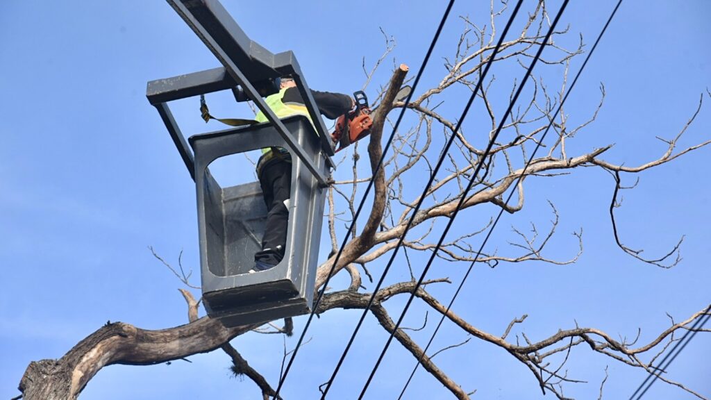 Corte en diagonal 78 por poda y mantenimiento del arbolado: qué tramo estará afectado en La Plata