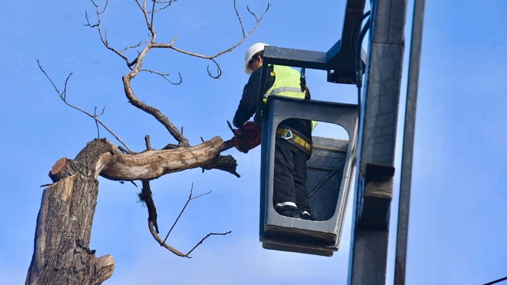 La Municipalidad corta el tránsito en calle 61 este martes y miércoles por tareas de poda