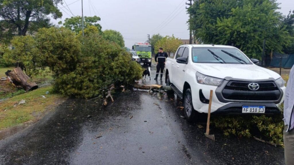 Temporal en La Plata: una mujer fue aplastada por un árbol en Los Hornos, hay calles inundadas y cortes de luz en varios barrios