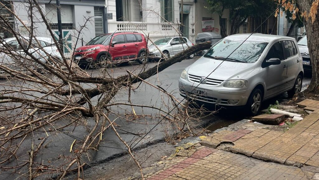 El paso de la tormenta en La Plata: ráfagas, ramas caídas y alerta amarillo vigente