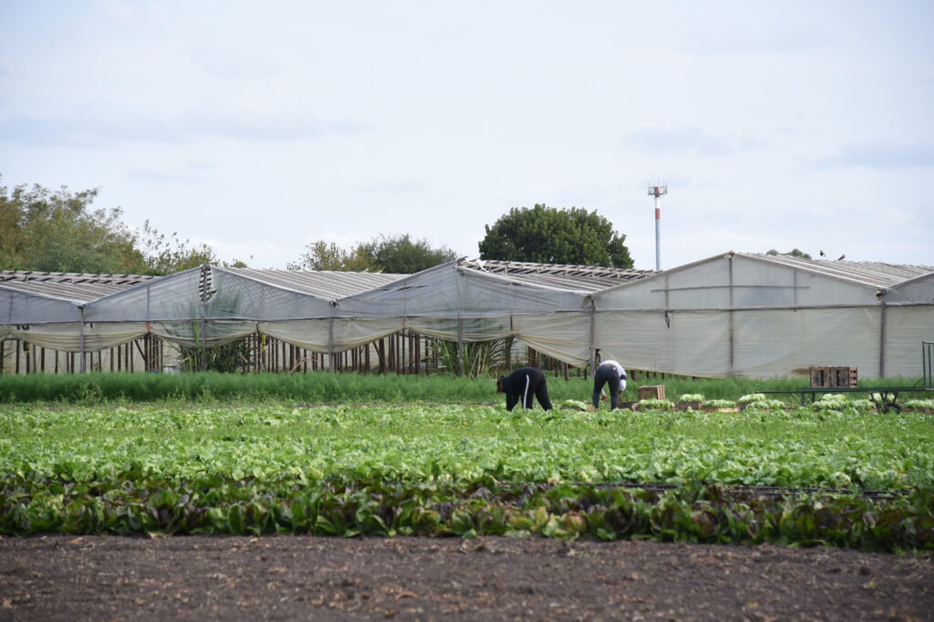 Relevan a productores del cordón florihortícola para fortalecer el desarrollo local